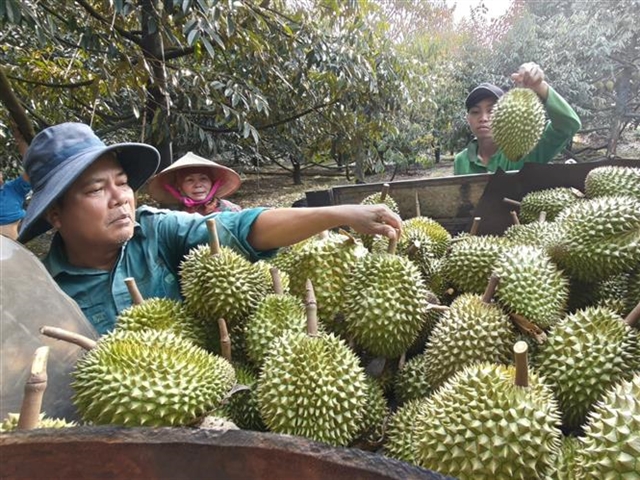 India to ease export requirements for Vietnamese durian