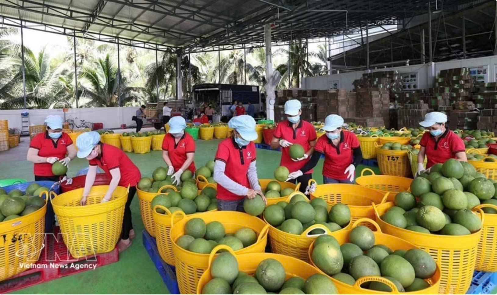 Vietnamese fruits strengthen foothold in China