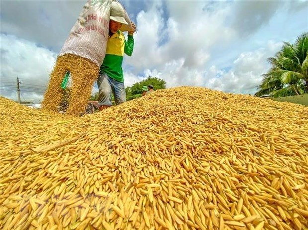 Rice export prices recover, but competition remains intense