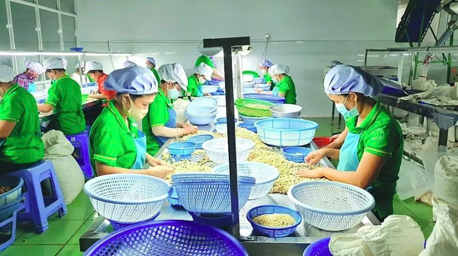 Rising export prices push cashew revenue to US$2.4 billion in first half