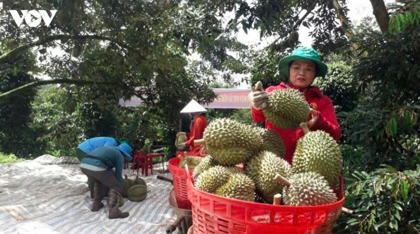 Vietnam becomes Taiwan's largest fresh durian supplier