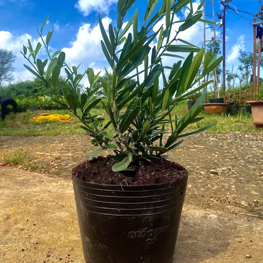 Xao Tam Phan Seedlings