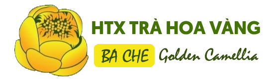 Image of partner Ba Che Golden Camellia Medicinal Cooperative