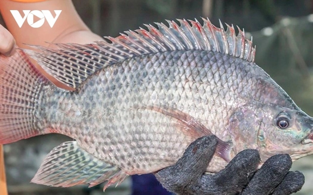 Nearly 200% rise in tilapia exports, demand concentrated in mid-range segment