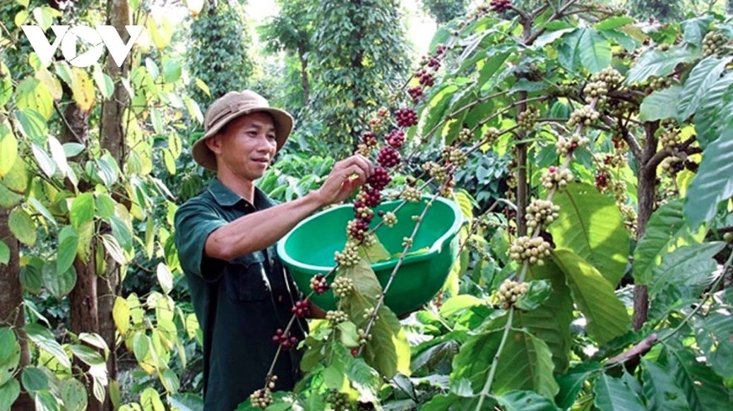 Coffee exports bring back US$430 million in first half of January