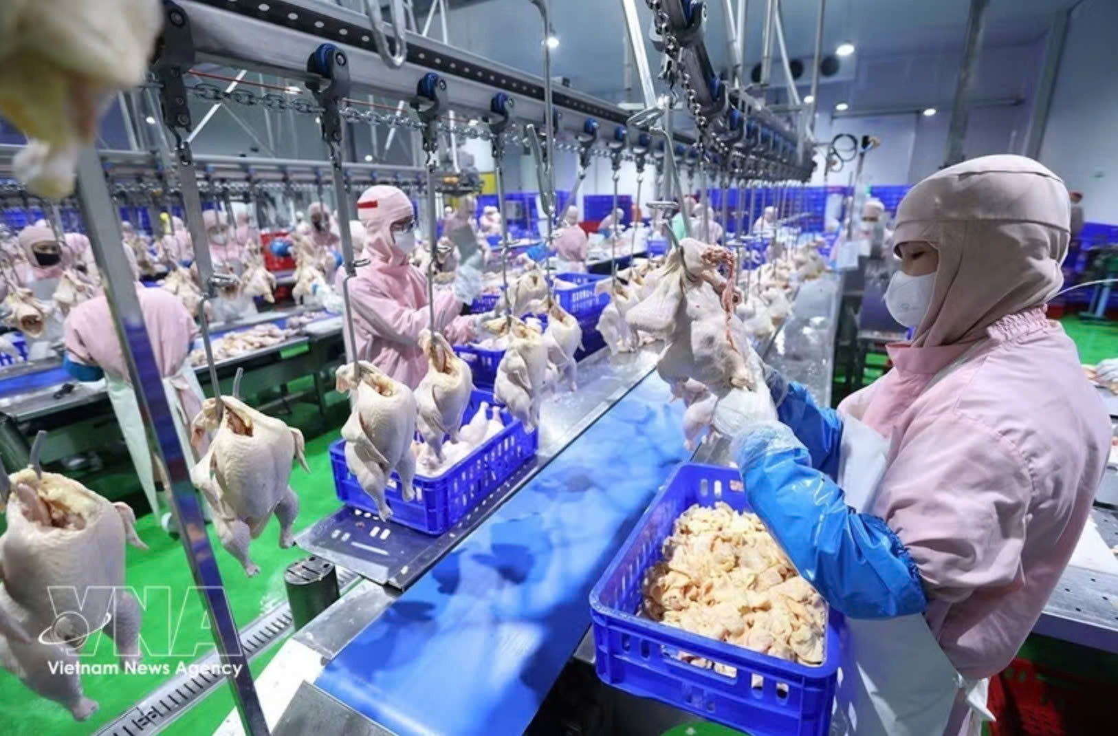 Vietnam, RoK open market for processed chicken products