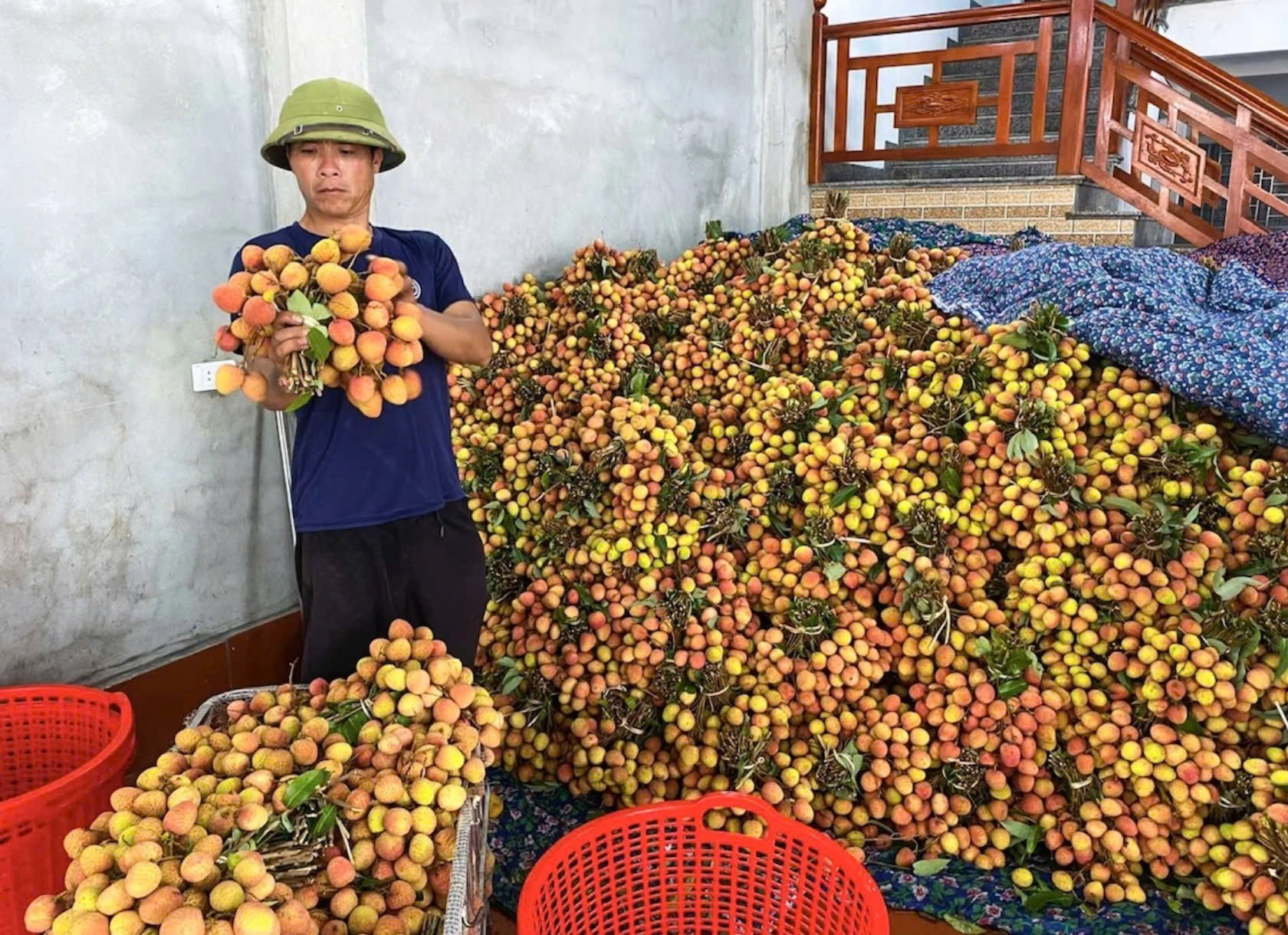 Bac Ninh to elevate lychee to premium-brand product