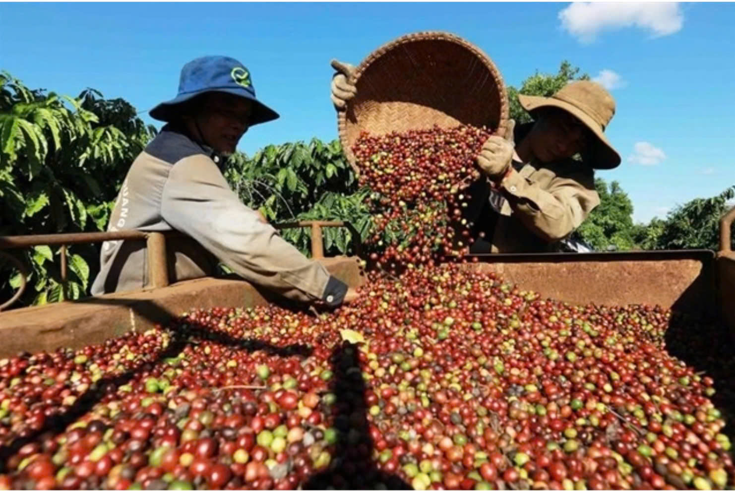 Coffee Citizens model aims to lift VN value chain